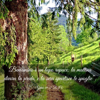 Picture 03 - Genesi 49:27 RIV - Beniamino è un lupo rapace; la mattina divora la - Bible Verse Picture