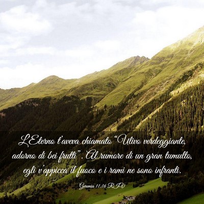 Picture 03 - Geremia 11:16 RIV - L’Eterno t’aveva chiamato “Ulivo - Bible Verse Picture