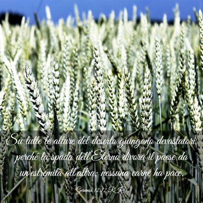 Picture 03 - Geremia 12:12 RIV - Su tutte le alture del deserto giungono - Bible Verse Picture