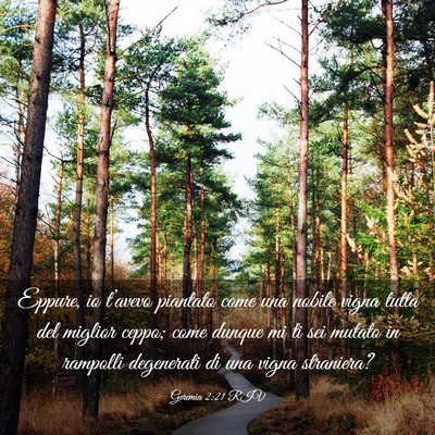 Picture 03 - Geremia 2:21 RIV - Eppure, io t’avevo piantato come una nobile - Bible Verse Picture