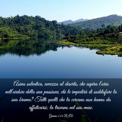 Picture 03 - Geremia 2:24 RIV - Asina salvatica, avvezza al deserto, che aspira - Bible Verse Picture