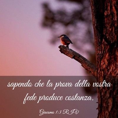 Picture 03 - Giacomo 1:3 RIV - sapendo che la prova della vostra fede produce - Bible Verse Picture