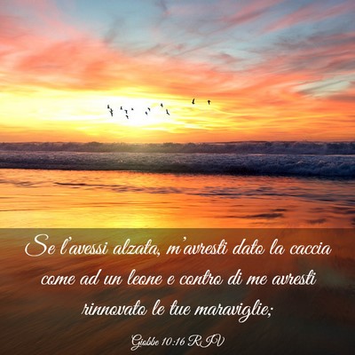 Picture 03 - Giobbe 10:16 RIV - Se l’avessi alzata, m’avresti dato la caccia - Bible Verse Picture