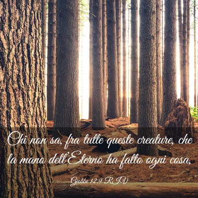 Picture 03 - Giobbe 12:9 RIV - Chi non sa, fra tutte queste creature, che la - Bible Verse Picture