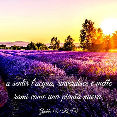 Picture 03 - Giobbe 14:9 RIV - a sentir l’acqua, rinverdisce e mette rami come - Bible Verse Picture