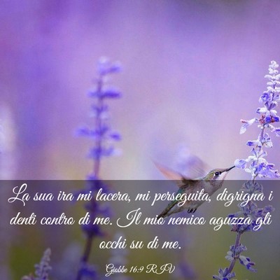 Picture 03 - Giobbe 16:9 RIV - La sua ira mi lacera, mi perseguita, digrigna i - Bible Verse Picture