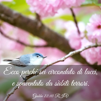 Picture 03 - Giobbe 22:10 RIV - Ecco perché sei circondato di lacci, e - Bible Verse Picture