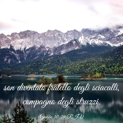 Picture 03 - Giobbe 30:29 RIV - son diventato fratello degli sciacalli, compagno - Bible Verse Picture