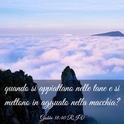 Picture 03 - Giobbe 38:40 RIV - quando si appiattano nelle tane e si mettono in - Bible Verse Picture