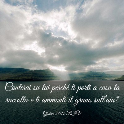 Picture 03 - Giobbe 39:12 RIV - Conterai su lui perché ti porti a casa la - Bible Verse Picture