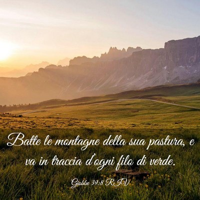 Picture 03 - Giobbe 39:8 RIV - Batte le montagne della sua pastura, e va in - Bible Verse Picture