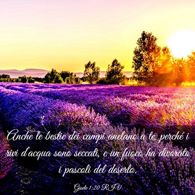 Picture 03 - Gioele 1:20 RIV - Anche le bestie dei campi anelano a te, perché i - Bible Verse Picture