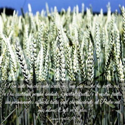 Picture 03 - Giovanni 15:16 RIV - Non siete voi che avete scelto me, ma son io che - Bible Verse Picture