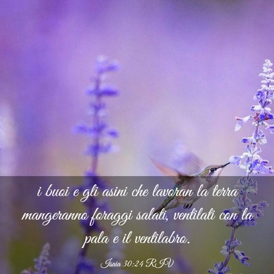 Picture 03 - Isaia 30:24 RIV - i buoi e gli asini che lavoran la terra - Bible Verse Picture