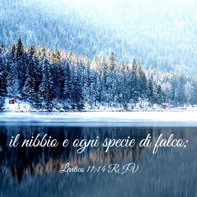 Picture 03 - Levitico 11:14 RIV - il nibbio e ogni specie di - Bible Verse Picture