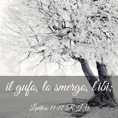 Picture 03 - Levitico 11:17 RIV - il gufo, lo smergo, - Bible Verse Picture