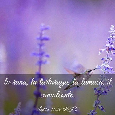 Picture 03 - Levitico 11:30 RIV - la rana, la tartaruga, la lumaca, il - Bible Verse Picture