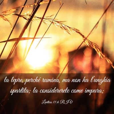 Picture 03 - Levitico 11:6 RIV - la lepre, perché rumina, ma non ha l’unghia - Bible Verse Picture