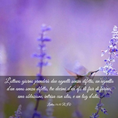 Picture 03 - Levitico 14:10 RIV - L’ottavo giorno prenderà due agnelli senza - Bible Verse Picture