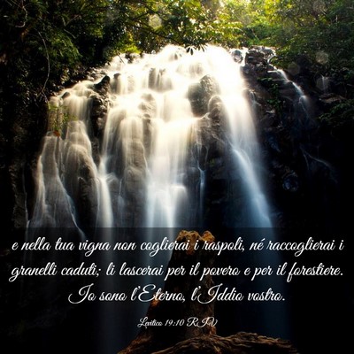 Picture 03 - Levitico 19:10 RIV - e nella tua vigna non coglierai i raspoli, né - Bible Verse Picture