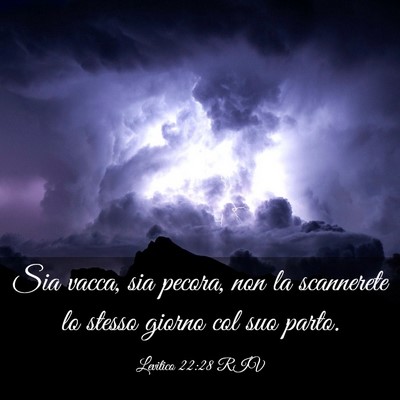 Picture 03 - Levitico 22:28 RIV - Sia vacca, sia pecora, non la scannerete lo - Bible Verse Picture