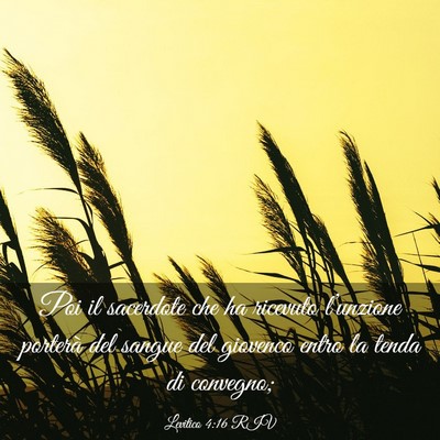 Picture 03 - Levitico 4:16 RIV - Poi il sacerdote che ha ricevuto l’unzione - Bible Verse Picture