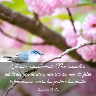 Picture 03 - Luca 18:20 RIV - Tu sai i comandamenti: Non commettere adulterio; - Bible Verse Picture