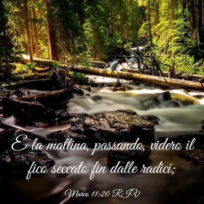 Picture 03 - Marco 11:20 RIV - E la mattina, passando, videro il fico seccato - Bible Verse Picture