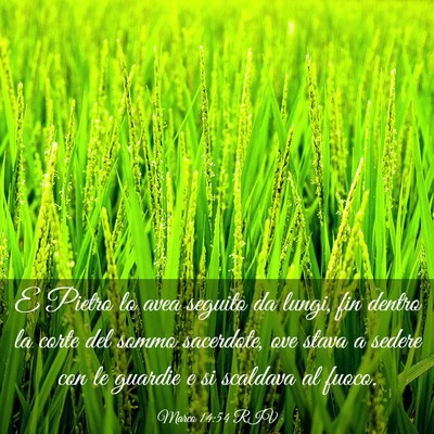 Picture 03 - Marco 14:54 RIV - E Pietro lo avea seguito da lungi, fin dentro la - Bible Verse Picture