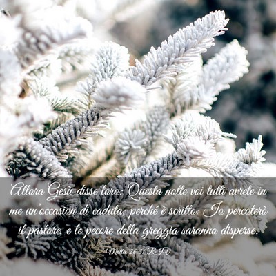 Picture 03 - Matteo 26:31 RIV - Allora Gesù disse loro: Questa notte voi tutti - Bible Verse Picture