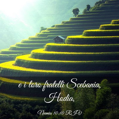 Picture 03 - Neemia 10:10 RIV - e i loro fratelli Scebania, - Bible Verse Picture
