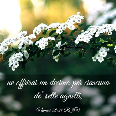Picture 03 - Numeri 28:21 RIV - ne offrirai un decimo per ciascuno de’ sette - Bible Verse Picture