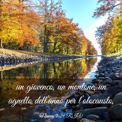 Picture 03 - Numeri 7:21 RIV - un giovenco, un montone, un agnello dell’anno - Bible Verse Picture