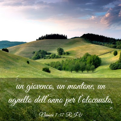 Picture 03 - Numeri 7:57 RIV - un giovenco, un montone, un agnello dell’anno - Bible Verse Picture