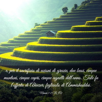 Picture 03 - Numeri 7:71 RIV - e, per il sacrifizio di azioni di grazie, due - Bible Verse Picture