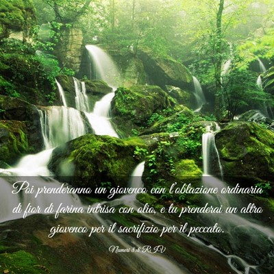 Picture 03 - Numeri 8:8 RIV - Poi prenderanno un giovenco con l’oblazione - Bible Verse Picture