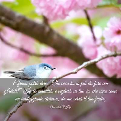 Picture 03 - Osea 14:8 RIV - Efraim potrà dire: “Che cosa ho io più da - Bible Verse Picture