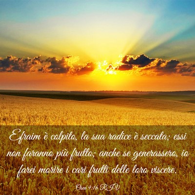 Picture 03 - Osea 9:16 RIV - Efraim è colpito, la sua radice è seccata; essi - Bible Verse Picture