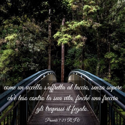 Picture 03 - Proverbi 7:23 RIV - come un uccello s’affretta al laccio, senza - Bible Verse Picture