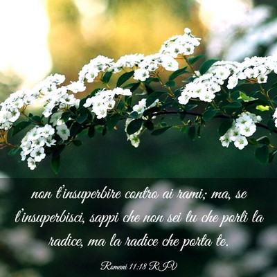 Picture 03 - Romani 11:18 RIV - non t’insuperbire contro ai rami; ma, se - Bible Verse Picture