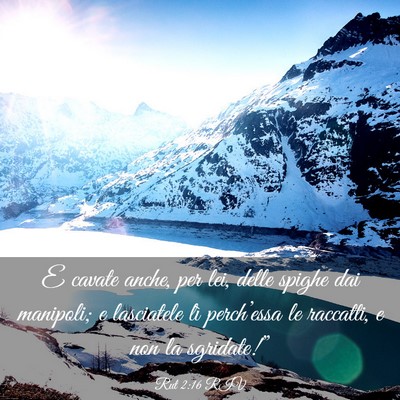 Picture 03 - Rut 2:16 RIV - E cavate anche, per lei, delle spighe dai - Bible Verse Picture