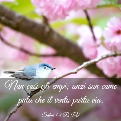 Picture 03 - Salmi 1:4 RIV - Non così gli empi; anzi son come pula che il - Bible Verse Picture