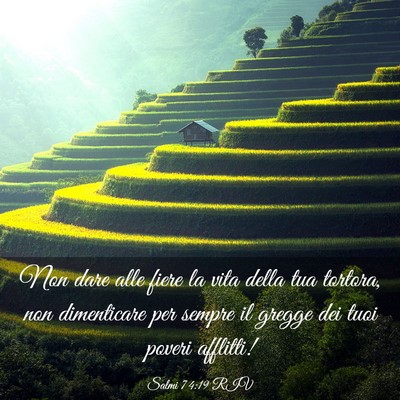 Picture 03 - Salmi 74:19 RIV - Non dare alle fiere la vita della tua tortora, - Bible Verse Picture