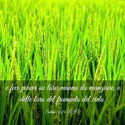Picture 03 - Salmi 78:24 RIV - e fece piover su loro manna da mangiare, e dette - Bible Verse Picture
