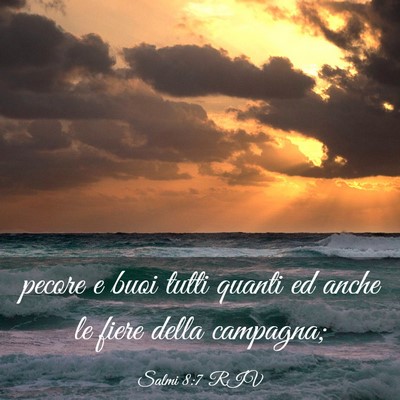 Picture 03 - Salmi 8:7 RIV - pecore e buoi tutti quanti ed anche le fiere - Bible Verse Picture