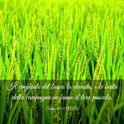Picture 03 - Salmi 80:13 RIV - Il cinghiale del bosco la devasta, e le bestie - Bible Verse Picture