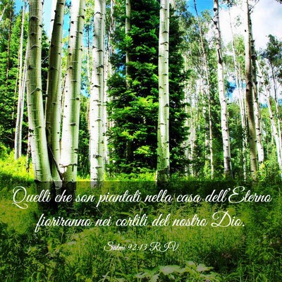 Picture 03 - Salmi 92:13 RIV - Quelli che son piantati nella casa dell’Eterno - Bible Verse Picture