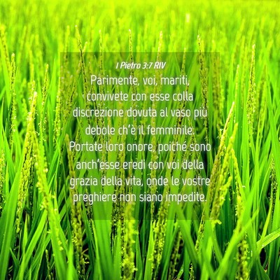 Picture 04 - 1 Pietro 3:7 RIV - Parimente, voi, mariti, convivete con esse colla - Bible Verse Picture