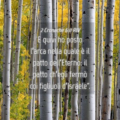 Picture 04 - 2 Cronache 6:11 RIV - E quivi ho posto l’arca nella quale è il patto - Bible Verse Picture