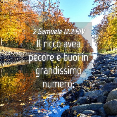 Picture 04 - 2 Samuele 12:2 RIV - Il ricco avea pecore e buoi in grandissimo - Bible Verse Picture